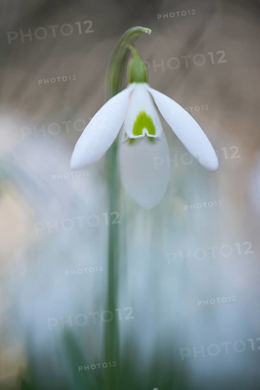 Snowdrop (Galanthus nivalis)