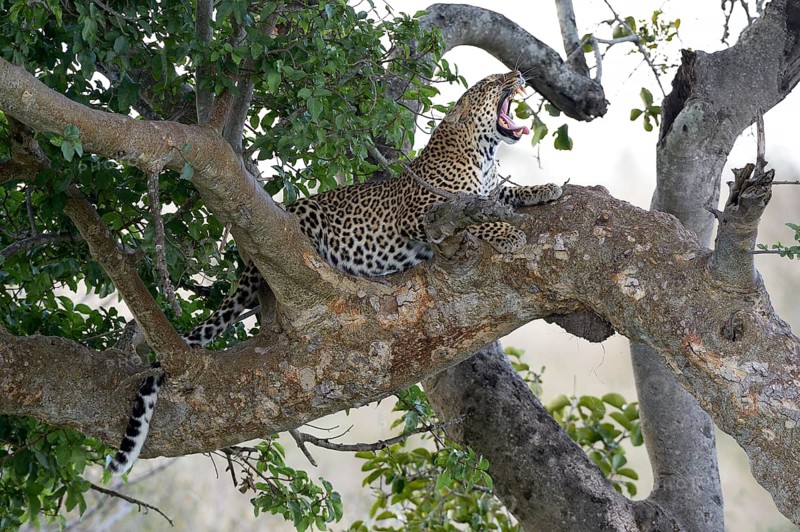 Leopard (Panthera pardus)
