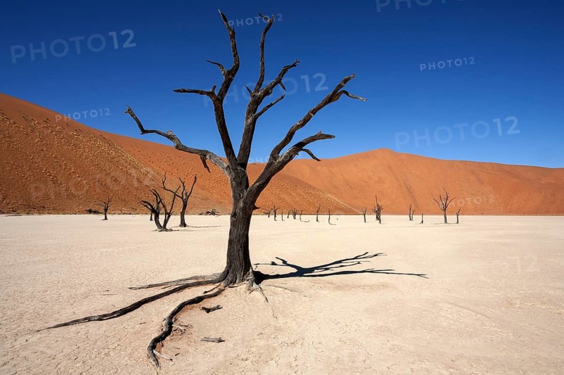Dead Camel thorn trees (Vachellia erioloba)