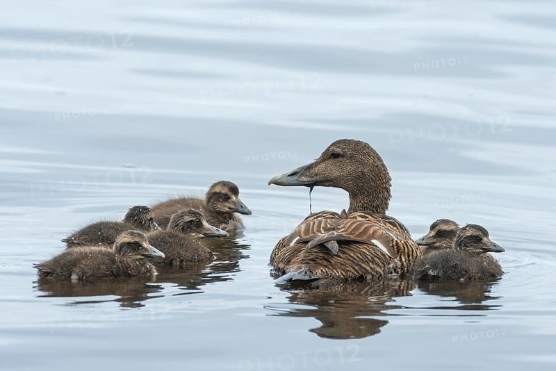 Eider ducks (Somateria mollissima)