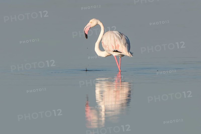 American Flamingo (Phoenicopterus ruber) foraging for food