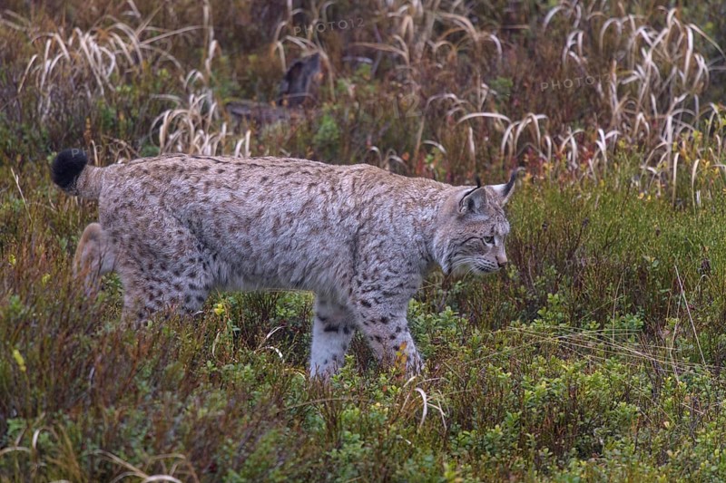 Eurasian lynx (Lynx lynx)