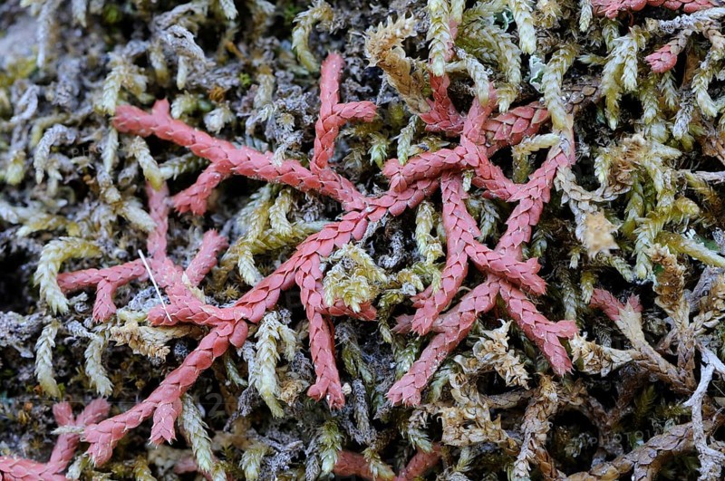 Mediterranean Clubmoss (Selaginella denticulata)