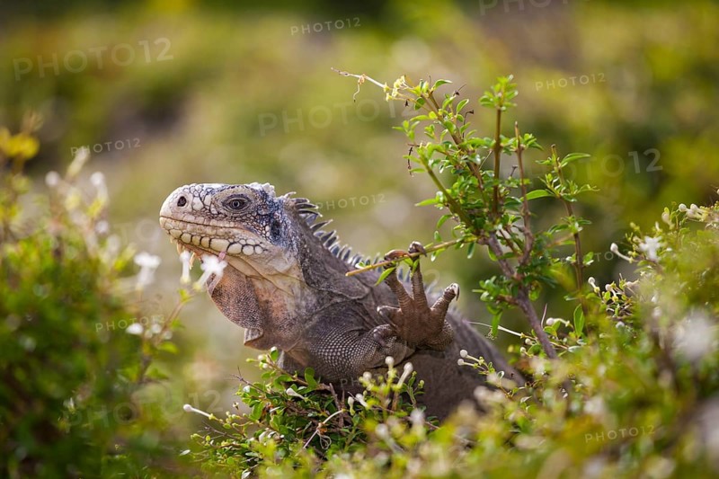 West Indian Iguana (Iguana delicatissima) Petite Terre