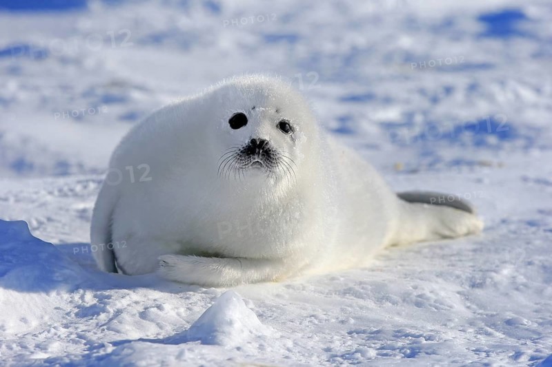 Harp Seal or Saddleback Seal (Pagophilus groenlandicus