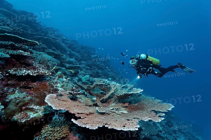 Divers looking at table coral (Acropora hyacinthus) at drop-off