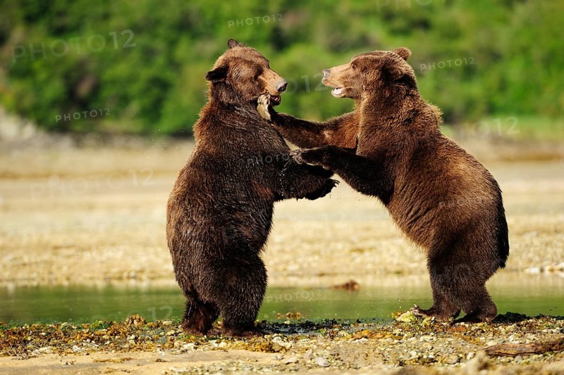 Two Brown Bears (Ursus arctos) play-fighting with each other