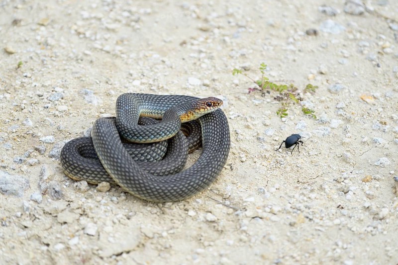 Caspian Whipsnake (Dolichophis caspius)