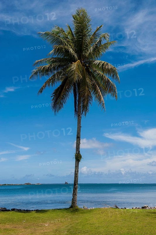 Palm tree at the beach