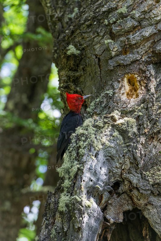 Magellanic woodpecker (Campephilus magellanicus)