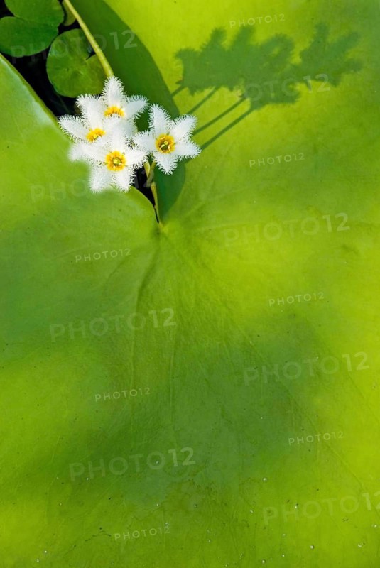 Water Snowflake