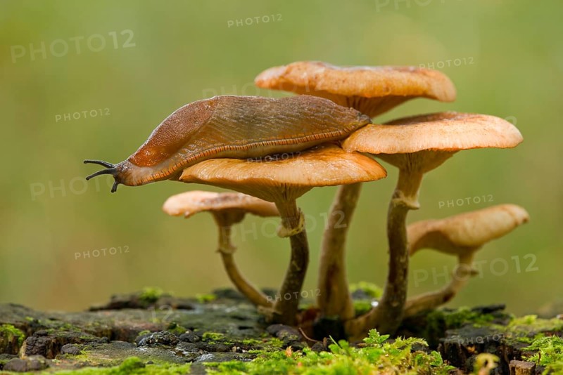 Spanish Slug (Arion vulgaris) on a Dark Honey Fungus (Armillaria ostoyae)