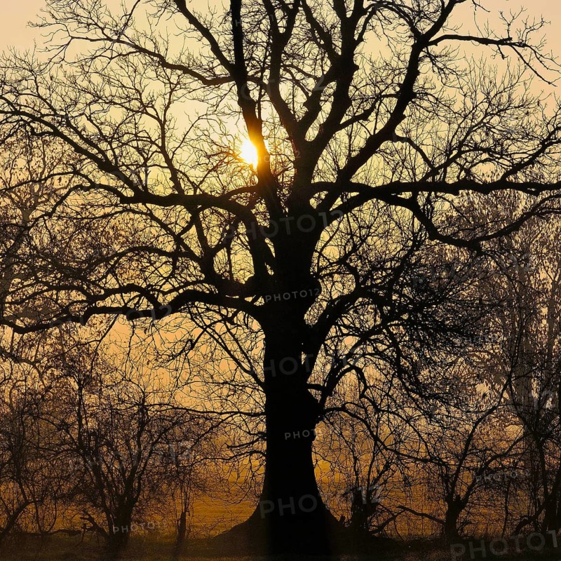 Old English Oak (Quercus robur) at sunrise