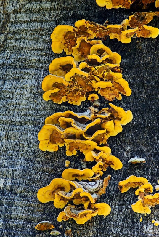 Wood-decomposing Hairy Stereum fungus (Stereum hirsutum)