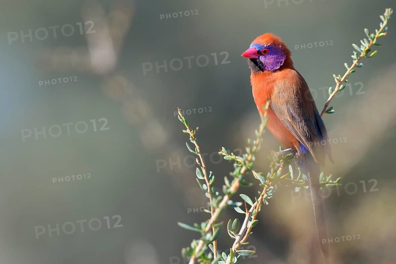 Violet-eared Waxbill (Uraeginthus granatina)
