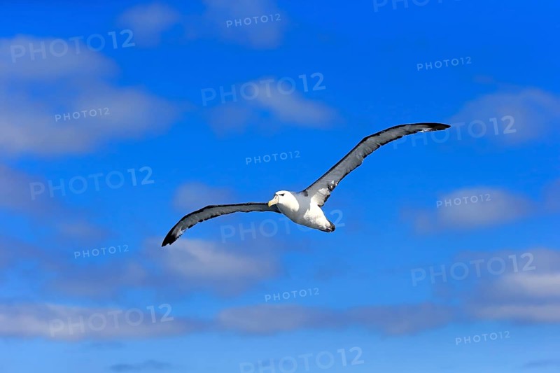 Shy albatross (Thalassarche cauta)