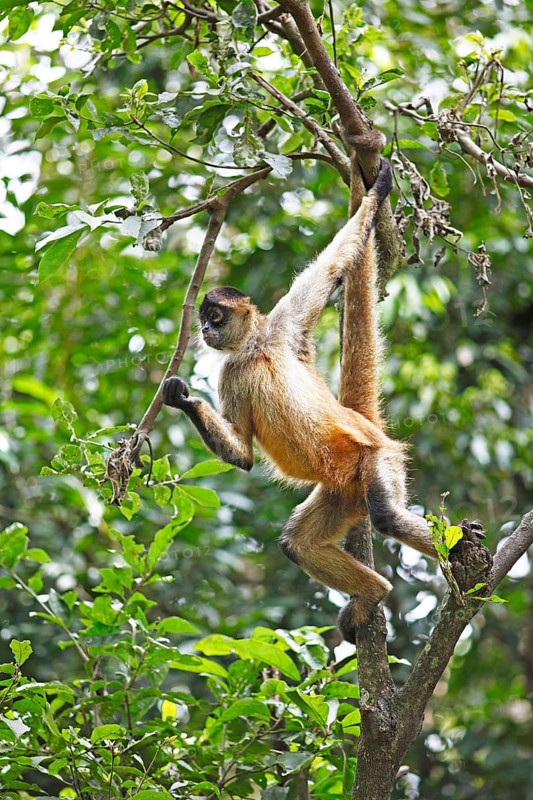 Central American Spider Monkey or Geoffroy's Spider Monkey (Ateles geoffroyi)
