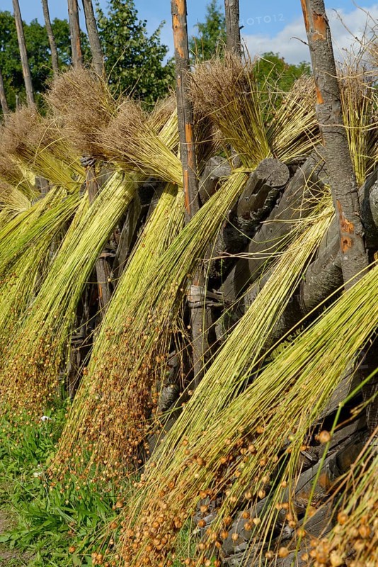 Flax sheaves are dried