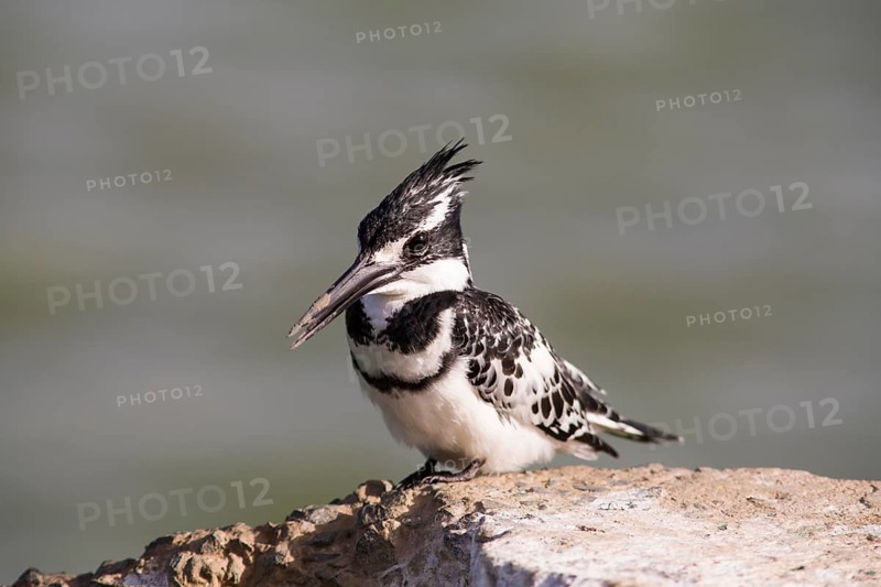 Pied Kingfisher (Ceryle rudis) sitting on wall