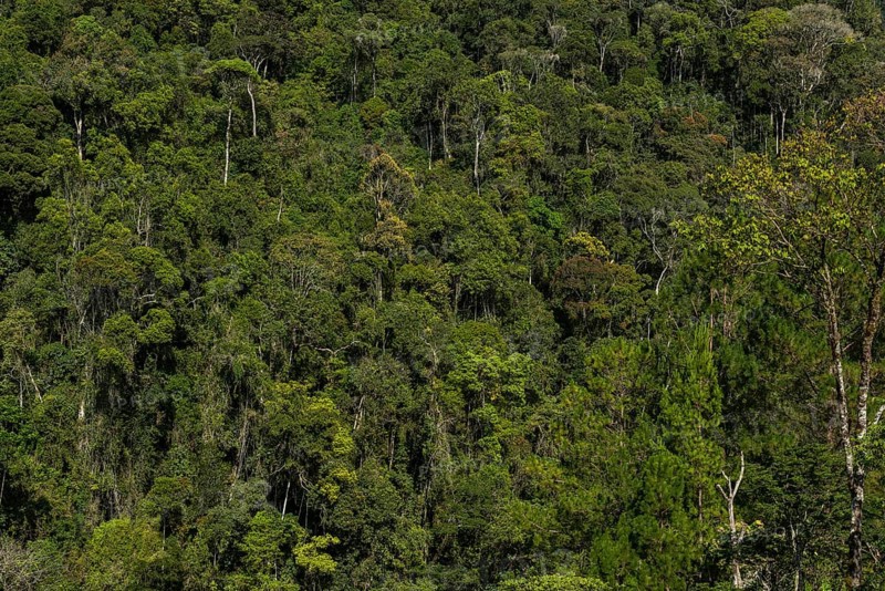 Secondary forest