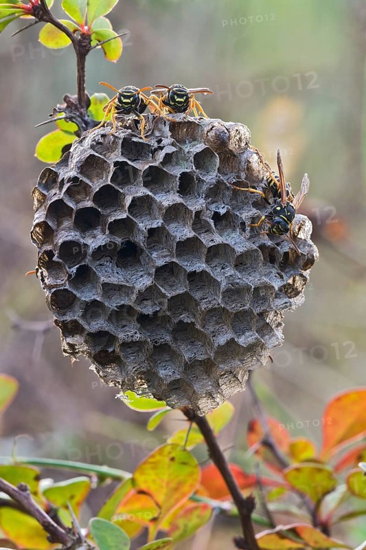 Paper Wasps (Polistes Nimpha) at nest