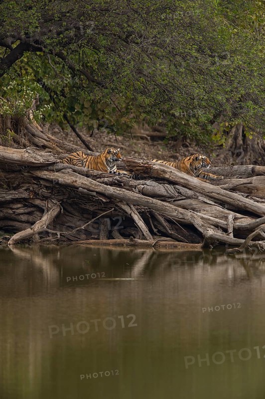 Young wild Bengal Tiger cubs (Panthera tigris tigris) lying on a fallen tree