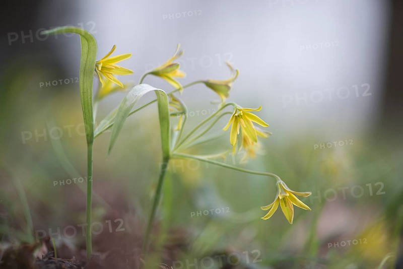 Yellow Star-of-Bethlehem (Gagea lutea)