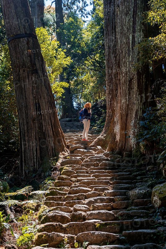 Hiker stands between big old trees