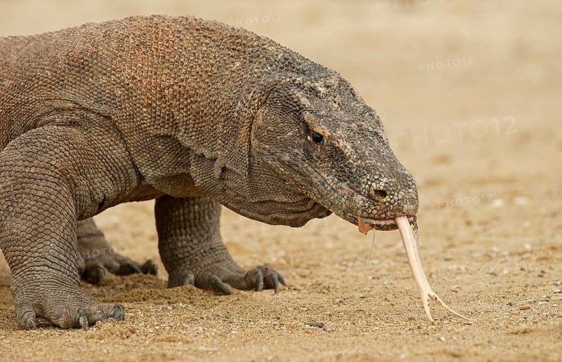 Komodo Dragon (Varanus komodoensis)
