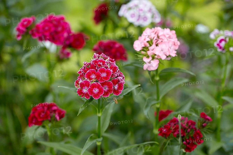 Sweet William (Dianthus barbatus)