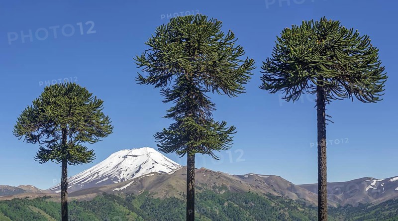 Chilean Araucaria (Araucaria araucana) and Lonquimay volcano