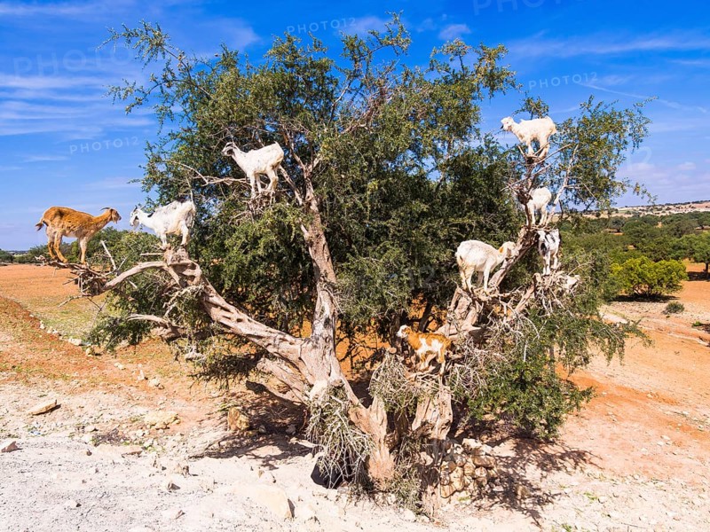 Goats (Capra) feeding on Argan fruits or Argan nuts on an Argan tree (Argania spinosa)