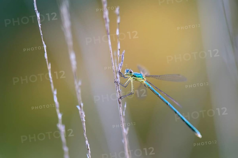 Emerald Damselfly (Lestes sponsa) on a blade of grass