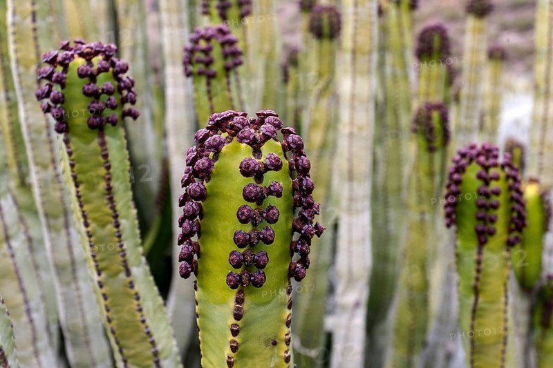 Candelabra tree (Euphorbia candelabrum)