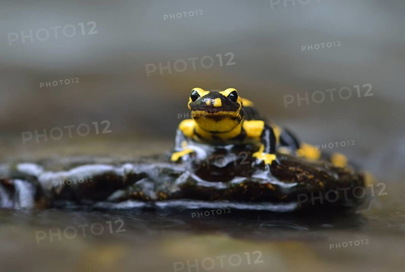 Barred Fire Salamander (Salamandra salamandra ssp. Terrestris) on a moss-covered stone in Stolberg