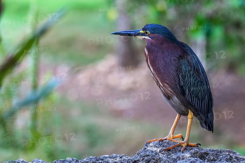 Green Heron (Butorides virescens)