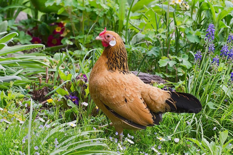 Bantam chicken (Gallus gallus f. domestica)