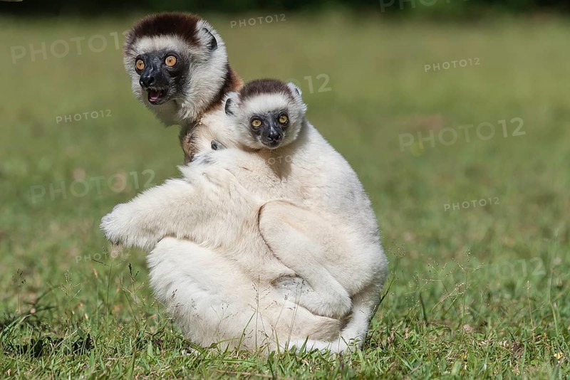 Verreaux's Sifaka (Propithecus verreauxi) mother with young on her back