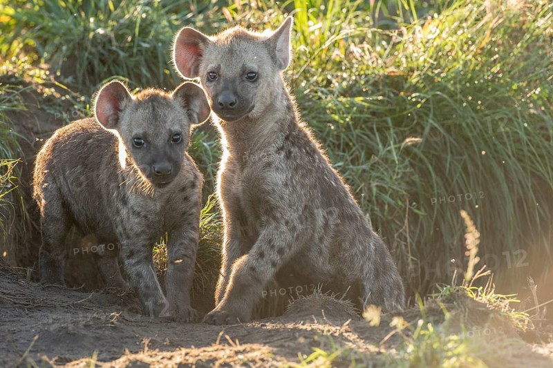 Spotted Hyena (Crocuta crocuta)