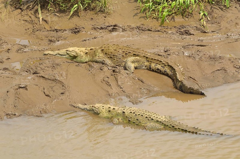 American Crocodiles (Crocodylus acutus) on the Rio Grande de Tarcoles