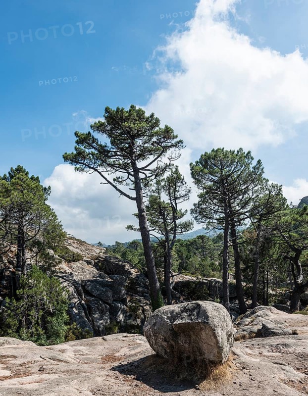 Mountain landscape with pine trees and rock