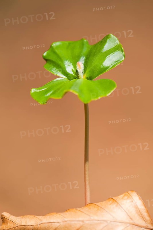 European beech (Fagus sylvatica)