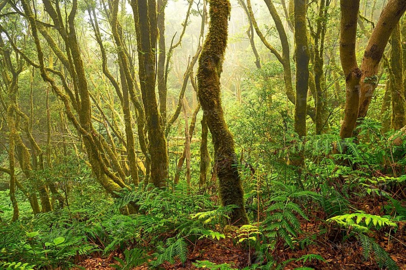 Moss covered trees in laurel forest
