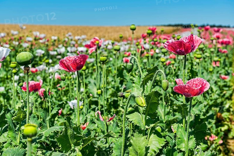 Flowers and flower buds