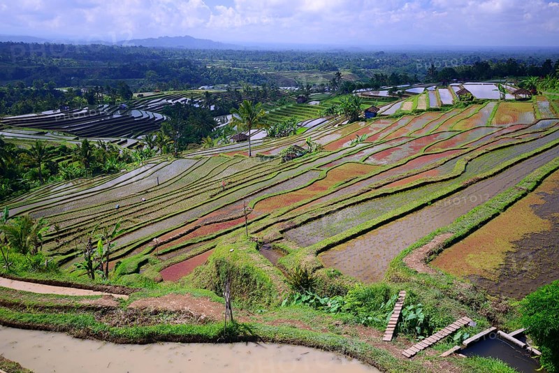The famous rice terraces of Jatiluwih