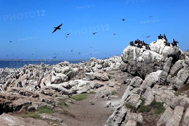 Cape Cormorants (Phalacrocorax capensis)