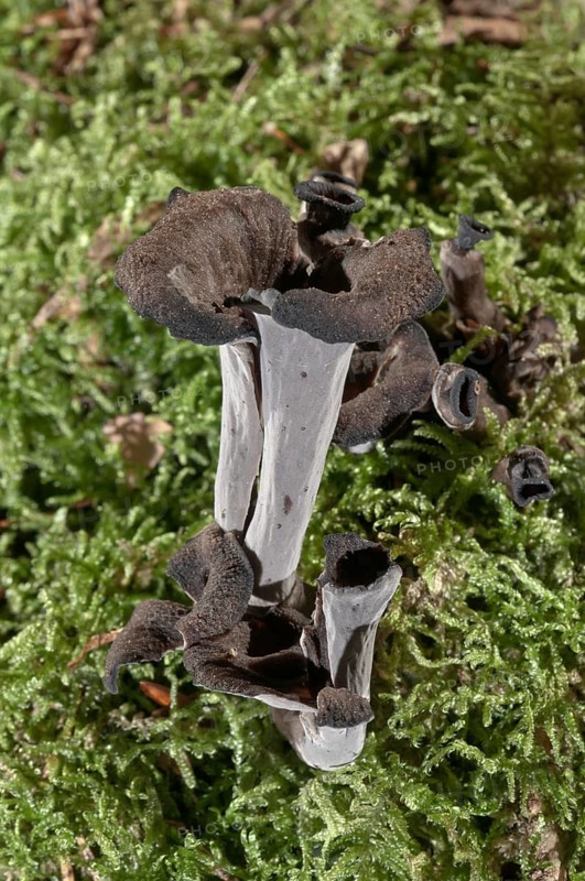 Horn of plenty (Craterellus cornucopioides)
