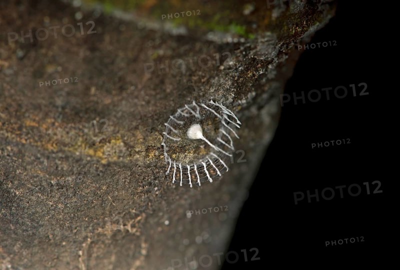 Spiderweb