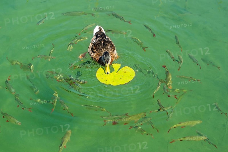Female mallard duck (Anas platyrhynchos) feeding on the leaf of a White Water Lily (Nymphaea alba)