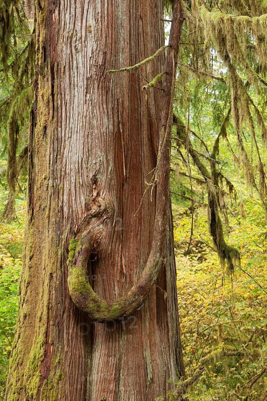 Rain forest on the Olympic Peninsula